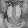 Arse-Faced Baboon Arse-Faced Baboon