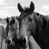 Horse Molesting Horse Molesting